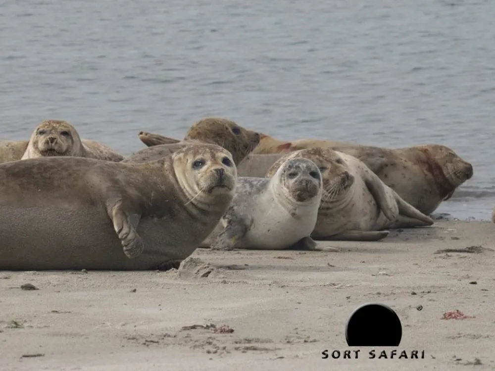 Seal Safari