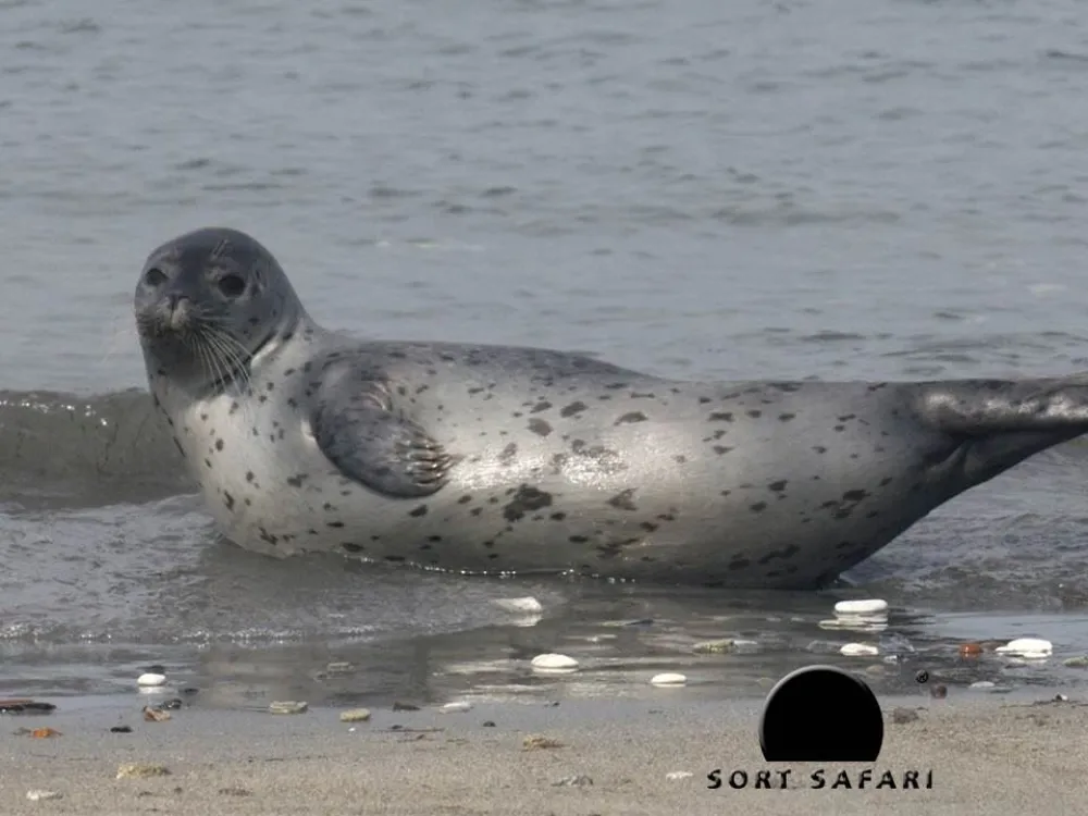 Seal Safari