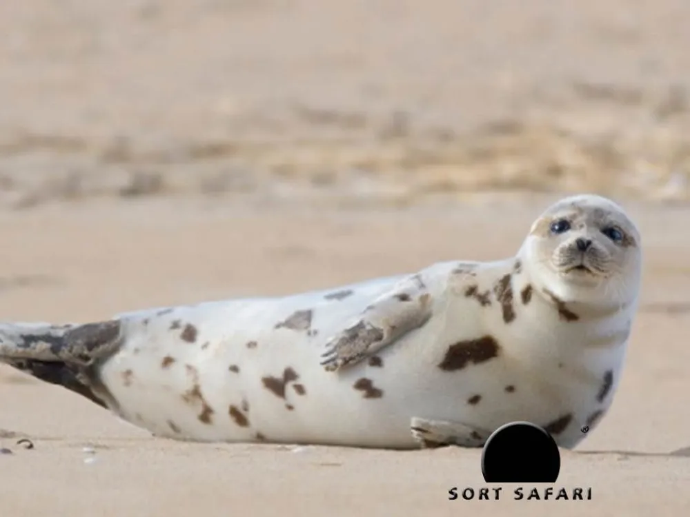 Seal Safari