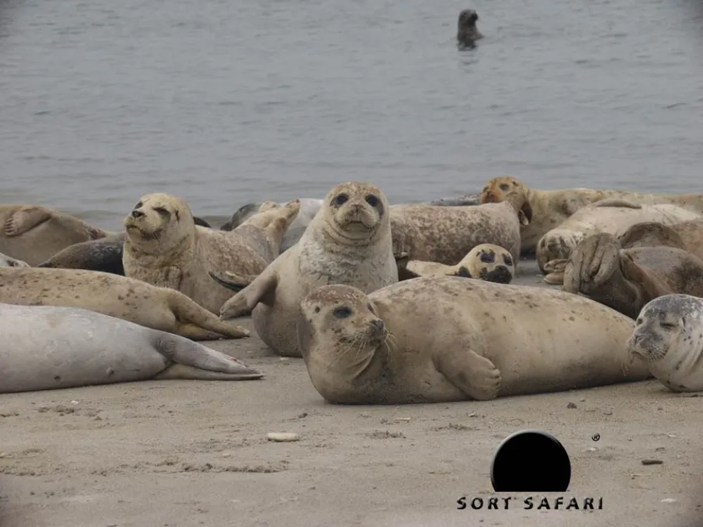 Seal Safari